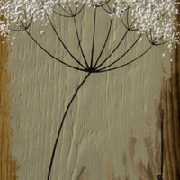 Small Cow Parsley fine flower head olive green reclaimed wood