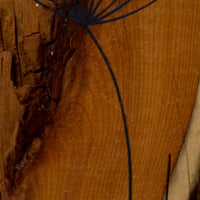 Small Cow Parsley fine flower head natural live edge wood