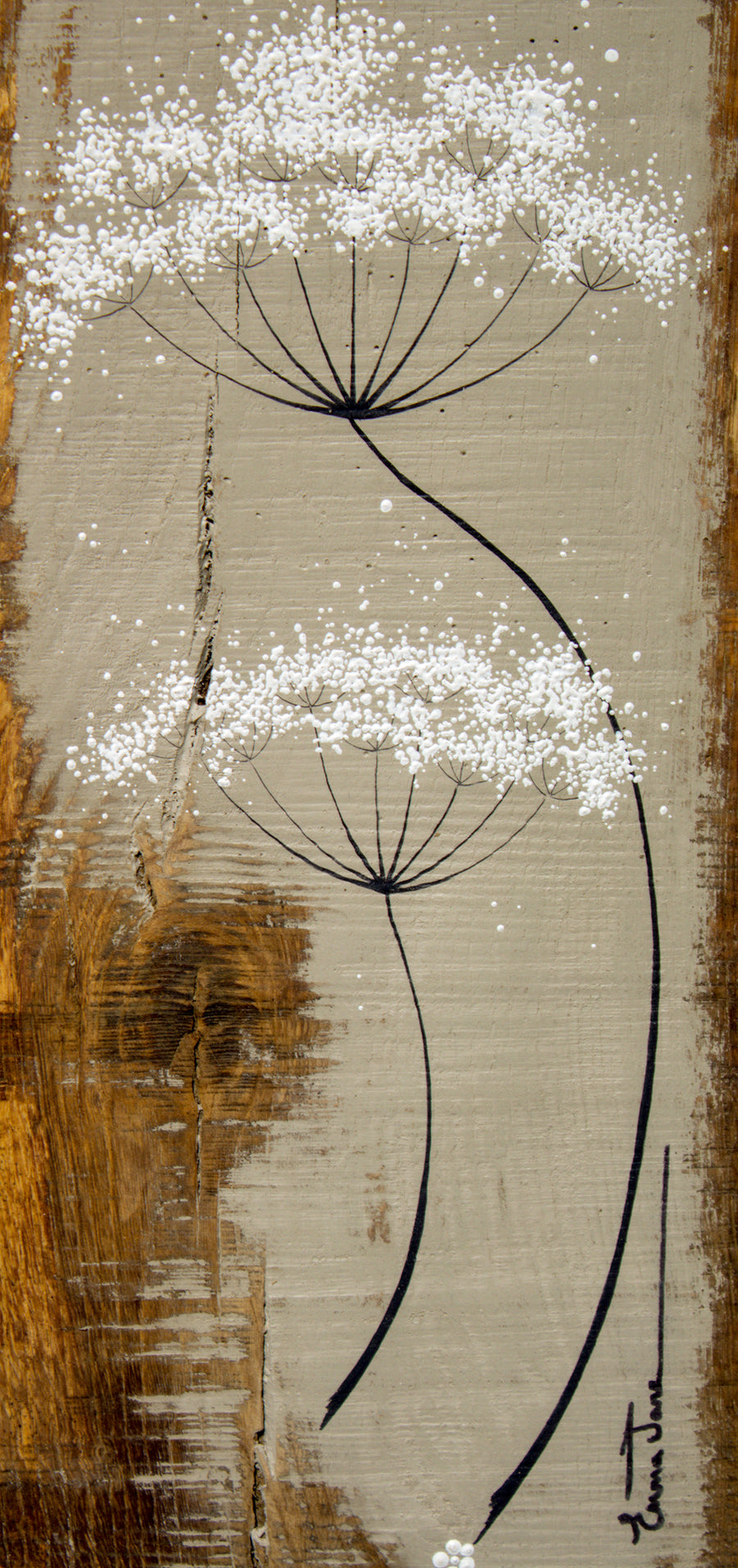 Large Cow Parsley Fine Flower Head Taupe Reclaimed Wood